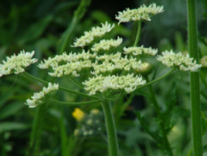 Heracleum sphondylium Gewone bereklauw bestellen